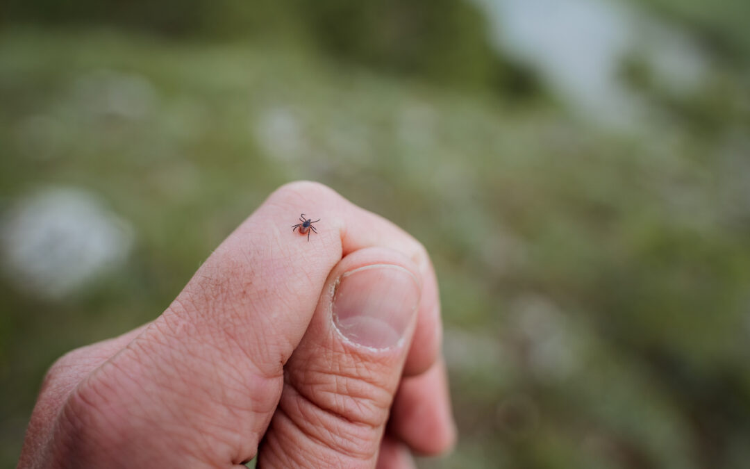 Encephalitis tick crawls on the skin, a harmful insect spreads deadly viruses, borrelosis is dangerous from a tick bite, small claw legs, crawls on the arm. High quality photo